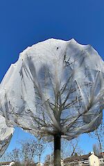 "CHRISTO MEETS UNTERE BIRS"